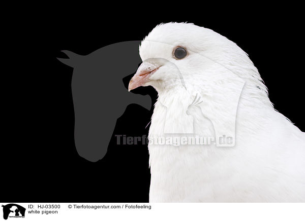 white pigeon / HJ-03500