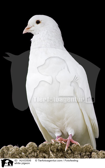 white pigeon / HJ-03506