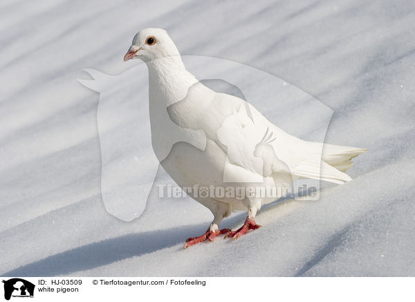 weie Taube / white pigeon / HJ-03509
