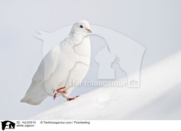 weie Taube / white pigeon / HJ-03510