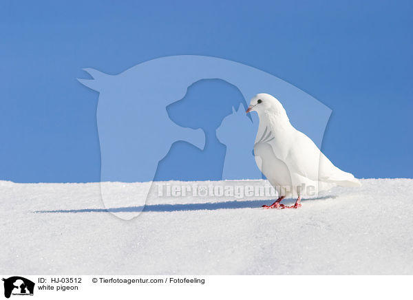 white pigeon / HJ-03512