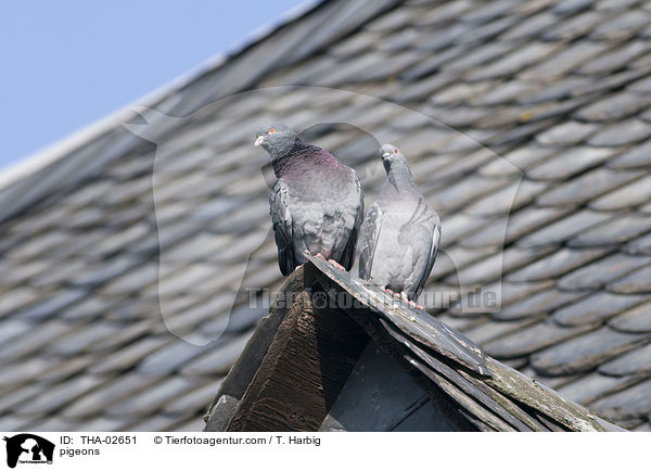 pigeons / THA-02651