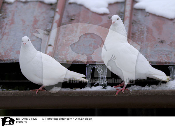 Tauben / pigeons / DMS-01823