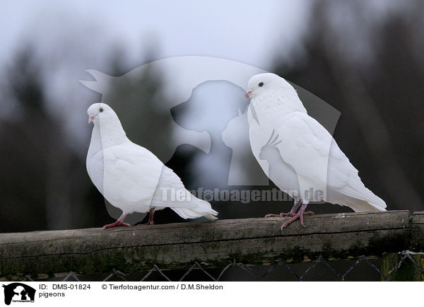 pigeons / DMS-01824