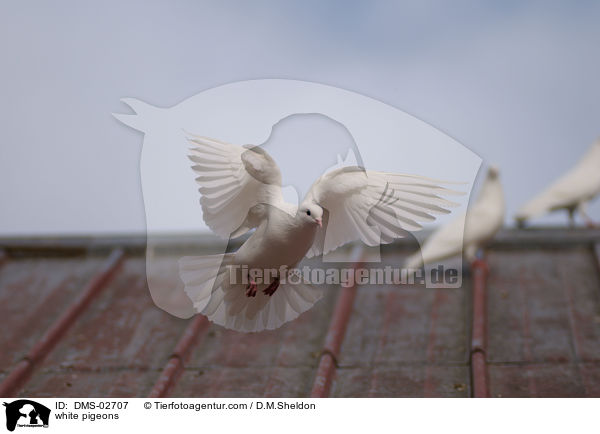 weie Tauben / white pigeons / DMS-02707