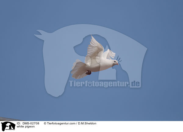 weie Taube / white pigeon / DMS-02708