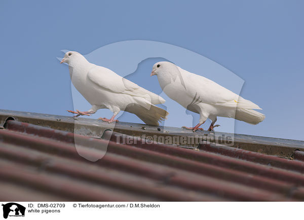 weie Tauben / white pigeons / DMS-02709