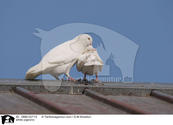 weie Tauben / white pigeons / DMS-02710