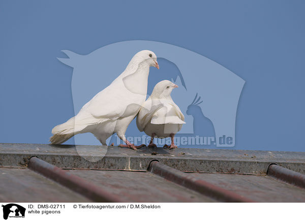 weie Tauben / white pigeons / DMS-02711
