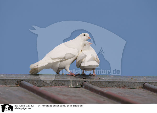 white pigeons / DMS-02712
