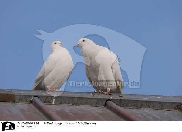 weie Tauben / white pigeons / DMS-02714