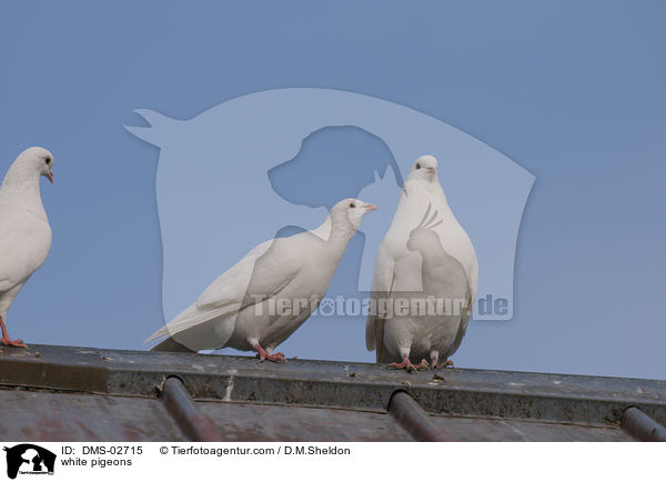 weie Tauben / white pigeons / DMS-02715