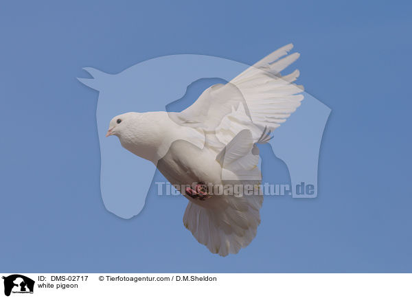 white pigeon / DMS-02717