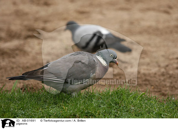 Haustaube und Ringeltaube / pigeons / AB-01691