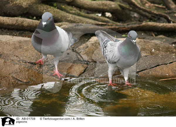 Haustauben / pigeons / AB-01708