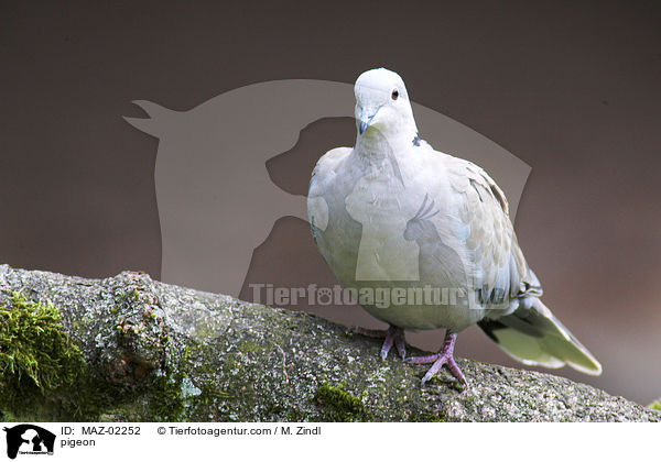 Taube / pigeon / MAZ-02252