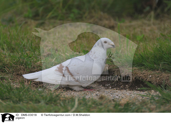 Taube / pigeon / DMS-03018