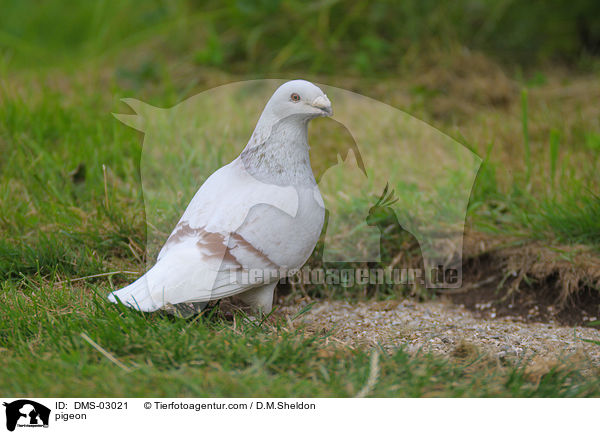 Taube / pigeon / DMS-03021