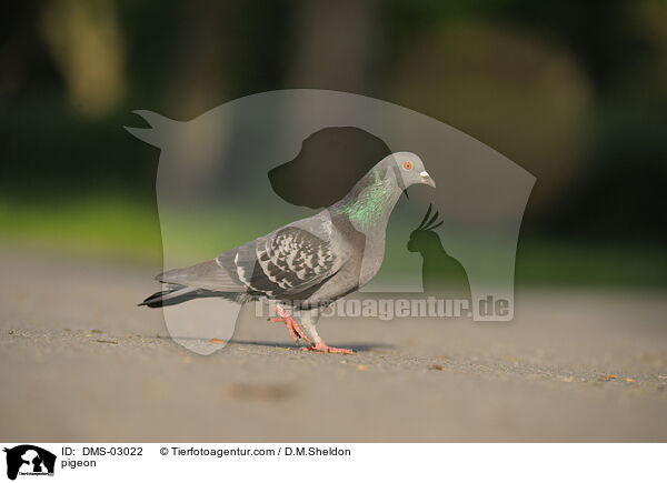 Taube / pigeon / DMS-03022