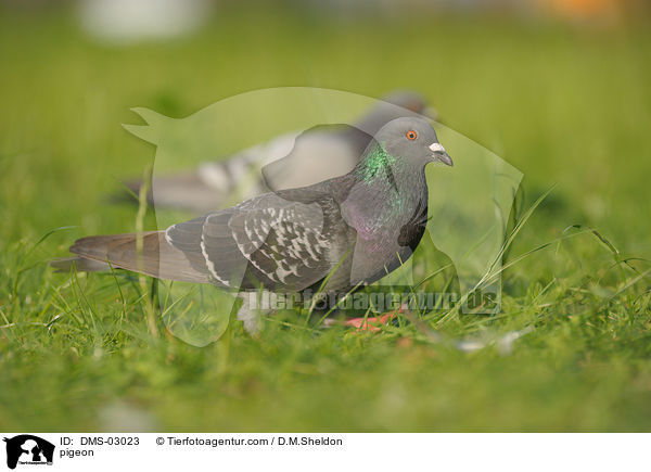 Taube / pigeon / DMS-03023