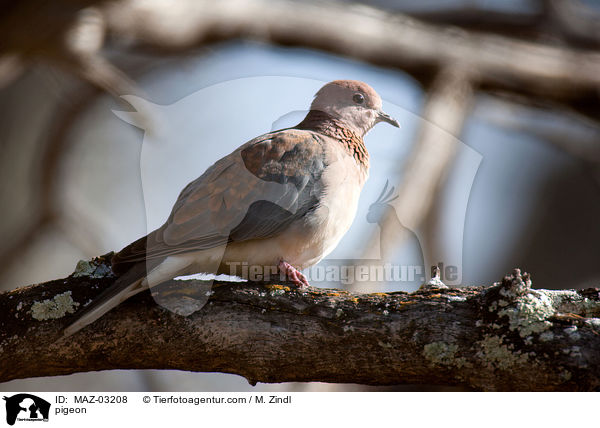 Taube / pigeon / MAZ-03208