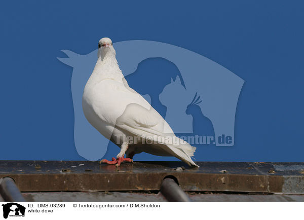 Weie Taube / white dove / DMS-03289