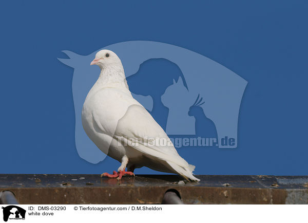Weie Taube / white dove / DMS-03290