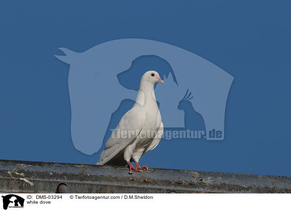 Weie Taube / white dove / DMS-03294