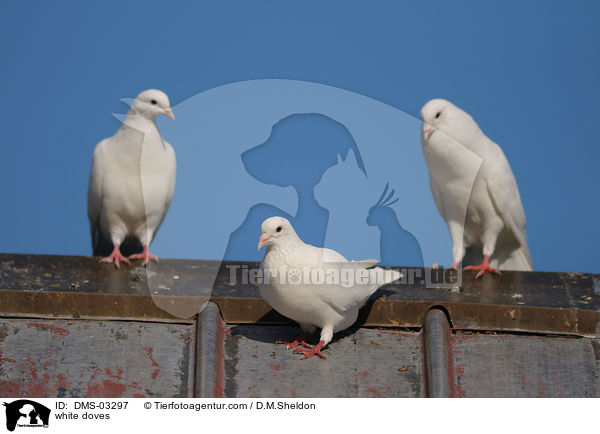 Weie Tauben / white doves / DMS-03297