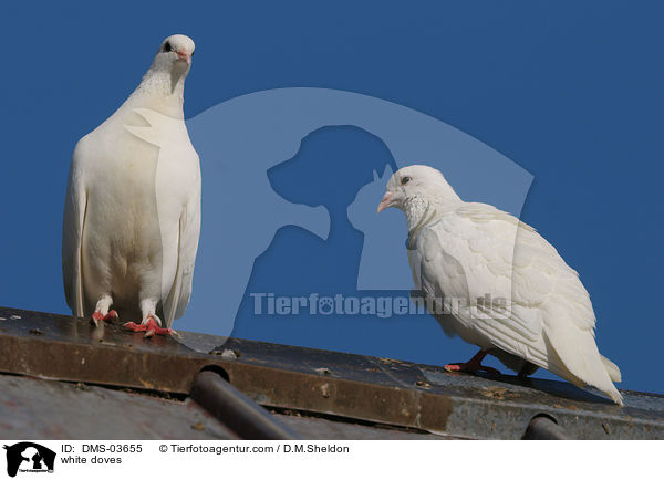 Weie Tauben / white doves / DMS-03655