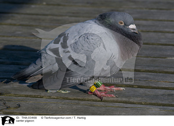Brieftaube / carrier pigeon / THA-03468