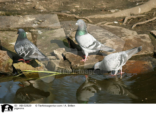 Tauben / pigeons / AB-02829