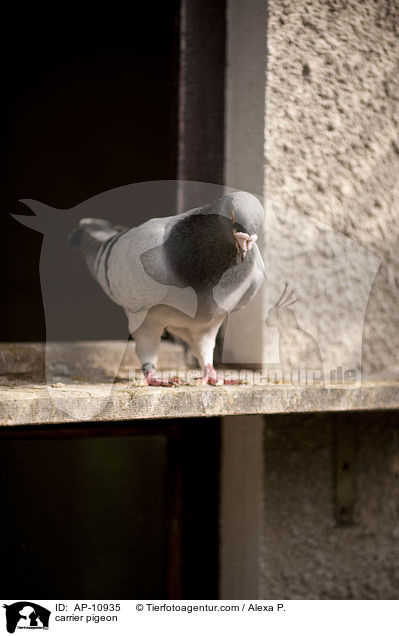 Brieftaube / carrier pigeon / AP-10935