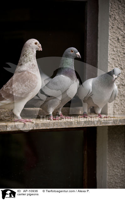 Brieftauben / carrier pigeons / AP-10936