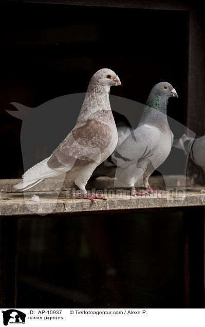 Brieftauben / carrier pigeons / AP-10937