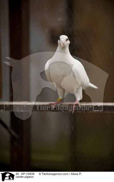 Brieftaube / carrier pigeon / AP-10939