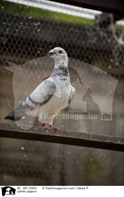 Brieftaube / carrier pigeon / AP-10941