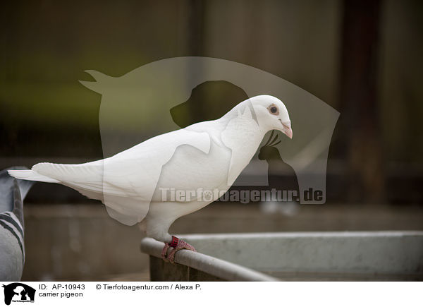 Brieftaube / carrier pigeon / AP-10943