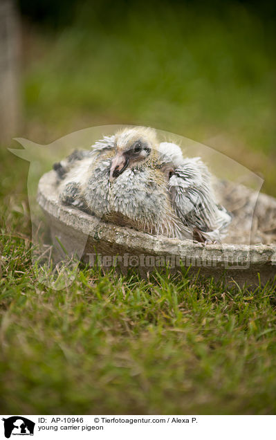 junge Brieftaube / young carrier pigeon / AP-10946