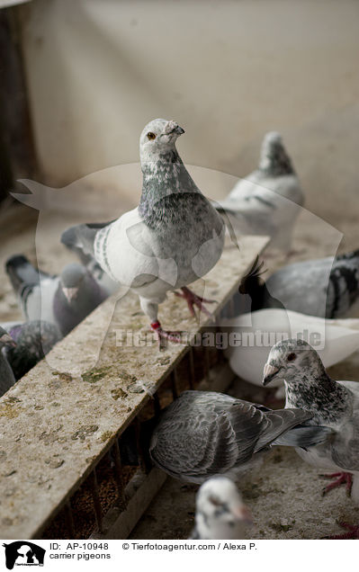 Brieftauben / carrier pigeons / AP-10948