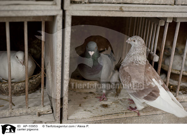 Brieftauben / carrier pigeons / AP-10953