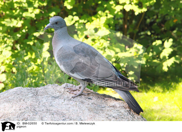 Taube / pigeon / BM-02650