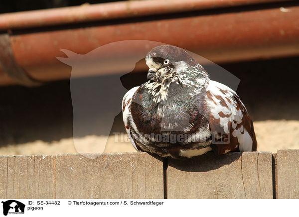 Taube / pigeon / SS-34482
