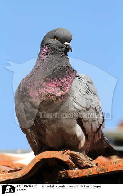Taube / pigeon / SS-34483
