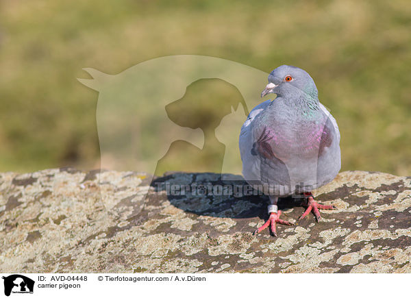Brieftaube / carrier pigeon / AVD-04448