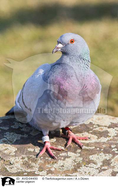 carrier pigeon / AVD-04450