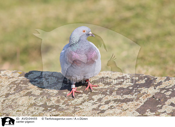 carrier pigeon / AVD-04455