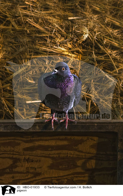 Taube / pigeon / HBO-01933