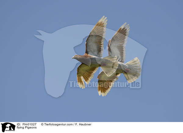 fliegende Haustauben / flying Pigeons / FH-01027