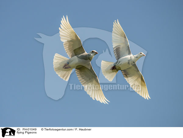 fliegende Haustauben / flying Pigeons / FH-01049
